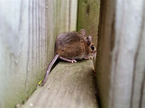 How long will a mouse stay in your room?