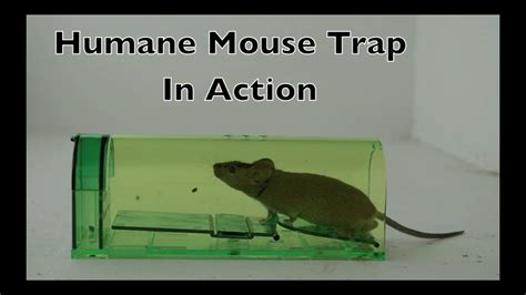 How long will a mouse survive in a live trap?