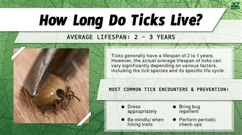 How long will a tick stay on a rabbit?