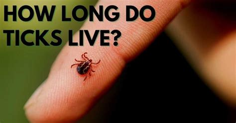 How long will a tick stay on you?