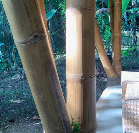 How long will bamboo last outdoors?
