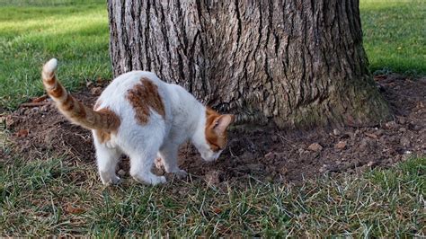 How long will coffee grounds keep cats away?