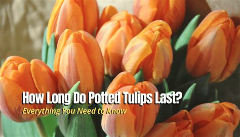 How long will cut tulips last?