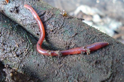 How long will live worms last?