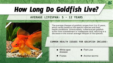 How long will my pet goldfish live?