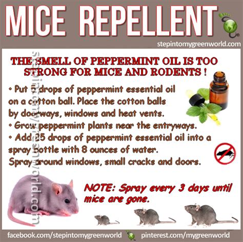 How long will peppermint repel mice?