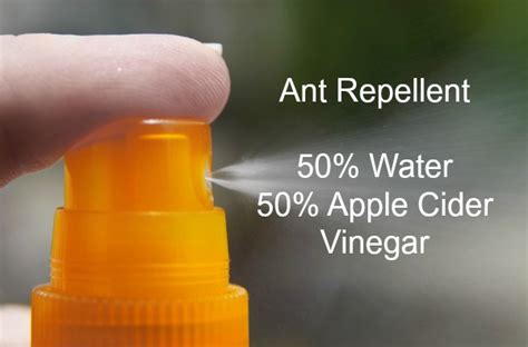 How long will vinegar repel ants?