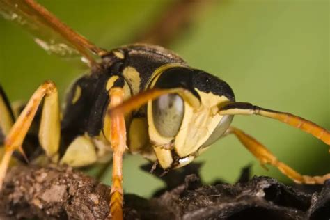 How long will wasps stay mad?