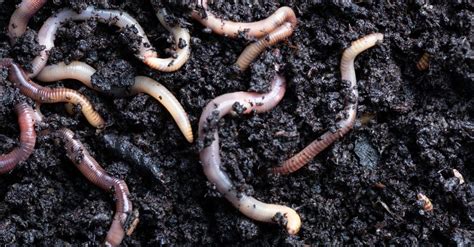 How long will worms live in a container?