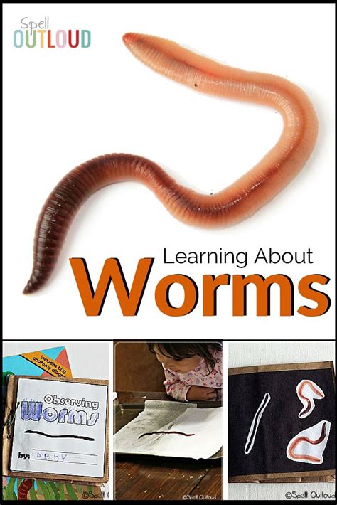 How loud is a worm?