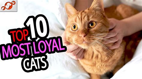 How loyal are cats?
