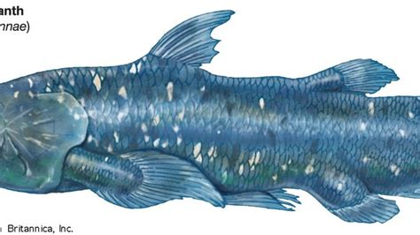 How many Coelacanths are left?