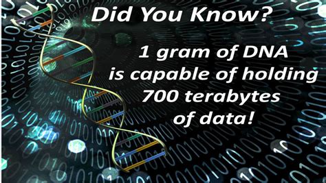 How many GB is in DNA?