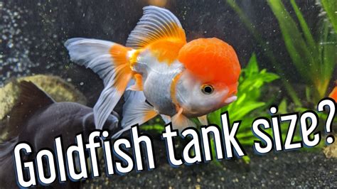 How many Litres do 2 fancy goldfish need?