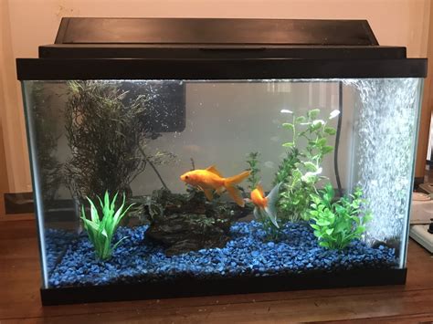 How many Litres for 2 goldfish in a tank?