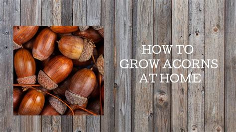 How many acorns actually grow?