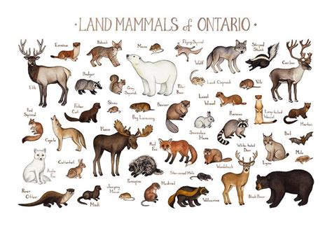 How many animals are there in Canada?