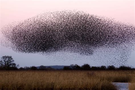 How many are in a swarm?