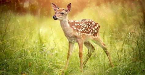 How many babies do deer have?