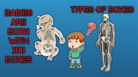 How many bones are babies born with?