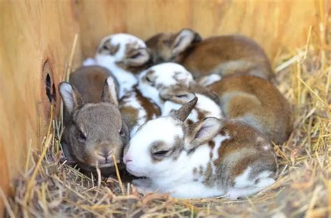 How many bunnies can be in a litter?