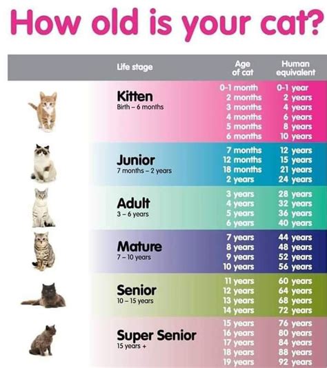 How many cats do people have on average?