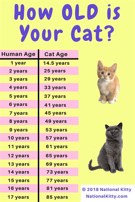 How many cats live to 18?