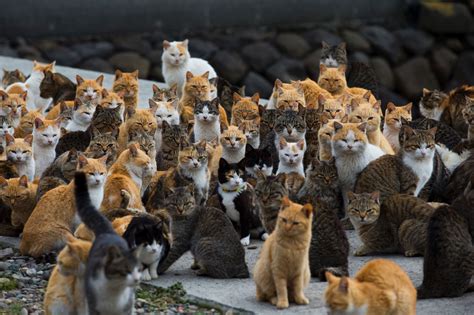 How many cats make a herd?