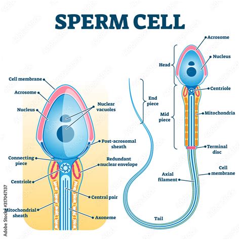 How many cells are in sperm?