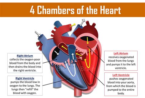How many chambers are in the heart?