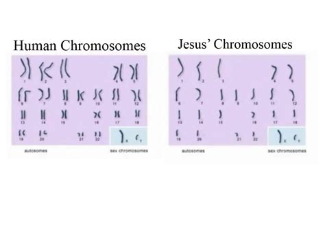 How many chromosomes did Jesus have?
