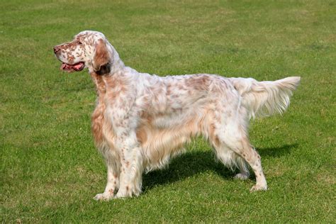 How many cm is an English setter?