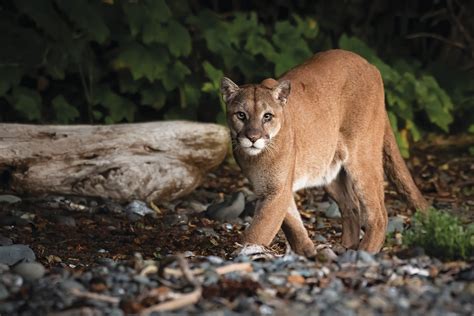 How many cougars are in Canada?