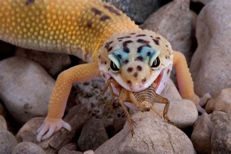 How many crickets does a gecko eat a day?