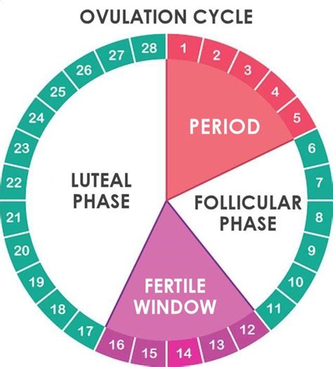 How many days after period do you ovulate?