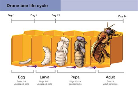 How many days can a bee live?