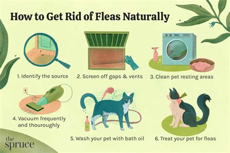 How many days do I need to vacuum to get rid of fleas?