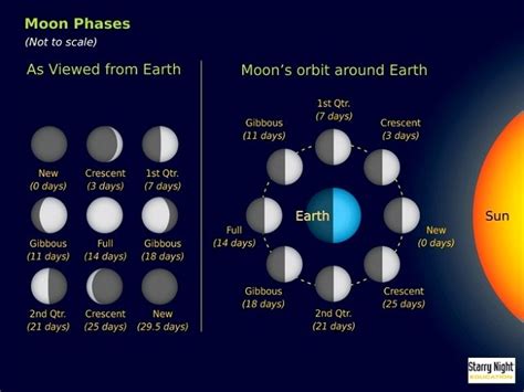 How many days does each moon phase last?