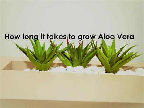 How many days does it take for aloe vera to work?