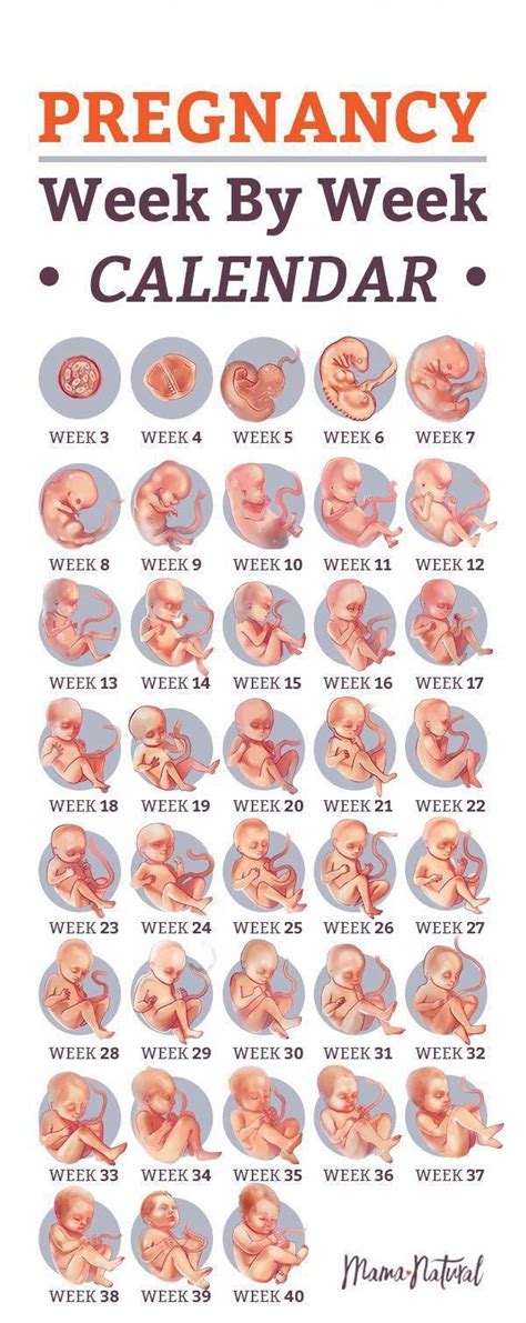 How many days does it take to get pregnant?