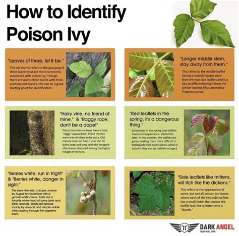 How many days does poison ivy last?