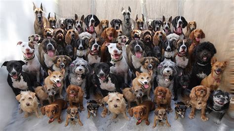 How many dogs can live together?