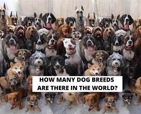 How many dogs is it OK to have?