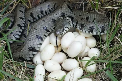 How many eggs can a snake lay?