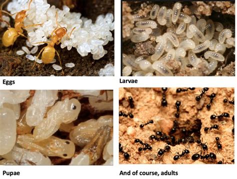 How many eggs do ants lay per day?