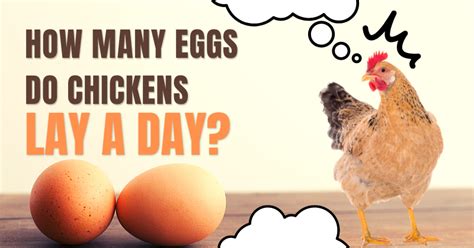 How many eggs does a chicken lay a day?