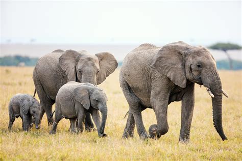 How many elephants are left in Canada?