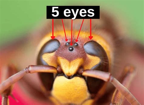 How many eyes do bees have?