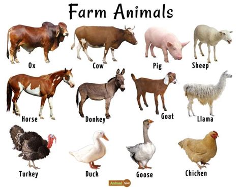 How many farm animals are in Canada?