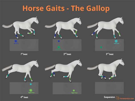 How many gaits is a trot?